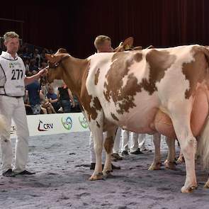 Op de tweede plaats Zeedieker Roseannna van Wijnker, de moeder van de 1B uit de voorgaande rubriek. Ook zij is groot en lang en toont iets meer melktype dan haar dochter.