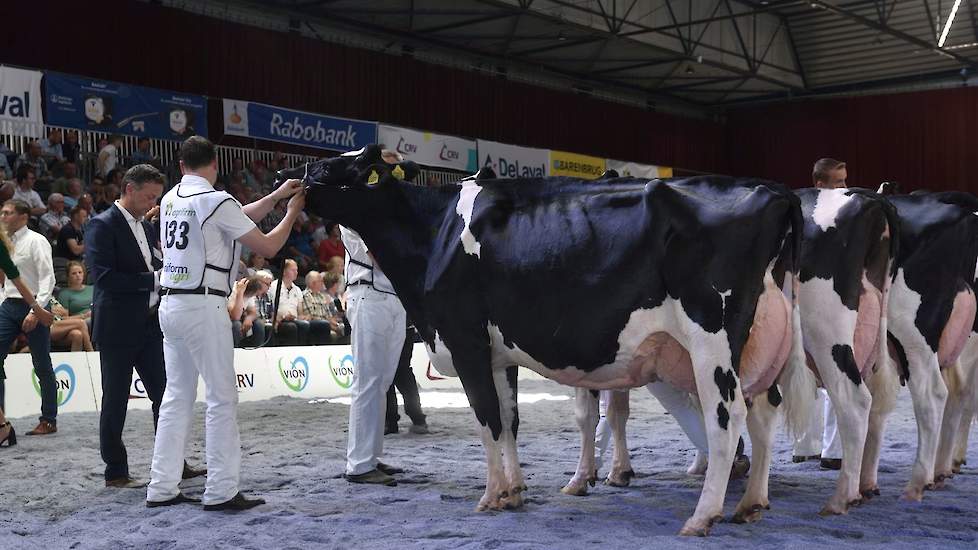 Rubriek 9 was een Goldsun-show. De eerste vier posities werden bezet door dochters van de Goldwyn-zoon. Voorop deze zeer fraaitypische Gerda 126 van de familie De Jong uit Montfoort.