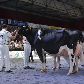 Rubriek 9 was een Goldsun-show. De eerste vier posities werden bezet door dochters van de Goldwyn-zoon. Voorop deze zeer fraaitypische Gerda 126 van de familie De Jong uit Montfoort.