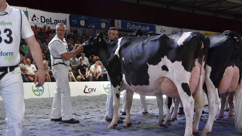 Ook de nummers twee en drie, hier naast elkaar op de foto, waren fraaitypische koeien met ras. De 1B-positie was voor Nellie 391 van de familie Hoftijzer uit Zwartewaal, de 1C voor Margriet 219 van de familie Van Eijl uit Groot-Ammers.