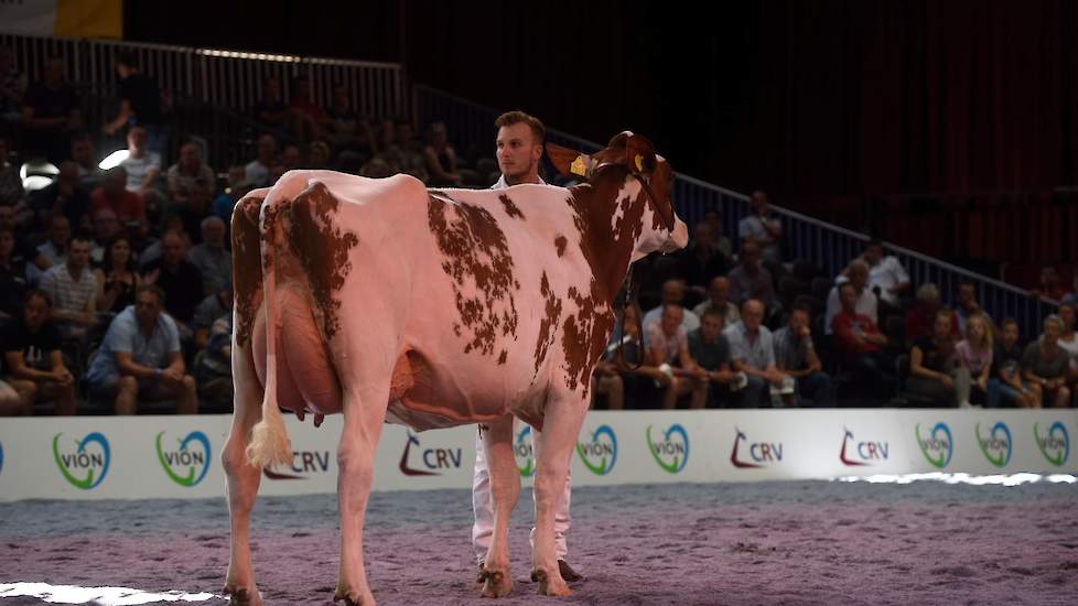 De jongste rubriek bij de roodbonten werd aangevoerd door Barendonk Massia 7273 (v. Agent) van de familie Hermanussen uit Beers, een grote, lange vaars met een zeer goede uier.