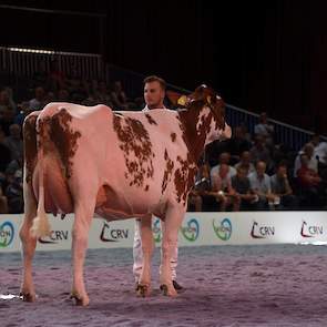 De jongste rubriek bij de roodbonten werd aangevoerd door Barendonk Massia 7273 (v. Agent) van de familie Hermanussen uit Beers, een grote, lange vaars met een zeer goede uier.