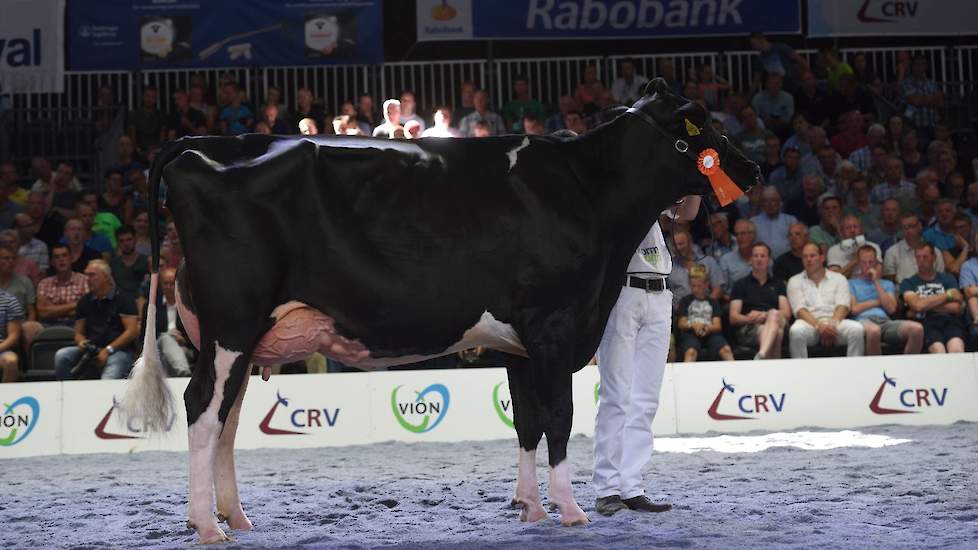 Bolleholster Adele, 1A op het EK, moest dit keer genoegen nemen met de derde plaats. De lange, goed gebouwde Pitbull-dochter is eigen aan de familie Van der Eijk uit Twisk.