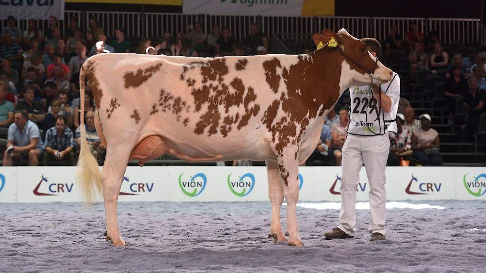 Dertour-dochter Barendonk Brasilera 19 van Hermanussen kreeg de derde plaats toebedeeld. Haar ontwikkeling bracht haar voor de kleinere, maar zeer fraaitypische en goed afgewerkte Palme 91 van de familie Te Selle uit Winterswijk.