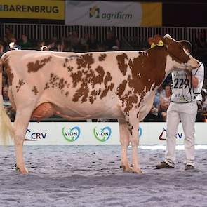 Dertour-dochter Barendonk Brasilera 19 van Hermanussen kreeg de derde plaats toebedeeld. Haar ontwikkeling bracht haar voor de kleinere, maar zeer fraaitypische en goed afgewerkte Palme 91 van de familie Te Selle uit Winterswijk.