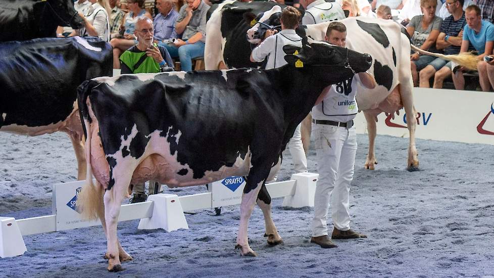 De fraaitypische, diepe Cobi 94 (v. Lauthority) van de familie De Bruin uit Giessenburg kwam op de derde plek.