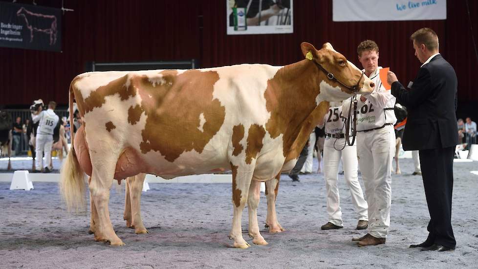 De grote, lange, zware Future Dream H. Rosie, een Jotan-dochter van de familie Wijnker uit Avenhorn kreeg de tweede plek toebedeeld.