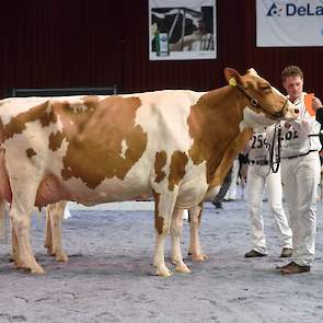 De grote, lange, zware Future Dream H. Rosie, een Jotan-dochter van de familie Wijnker uit Avenhorn kreeg de tweede plek toebedeeld.