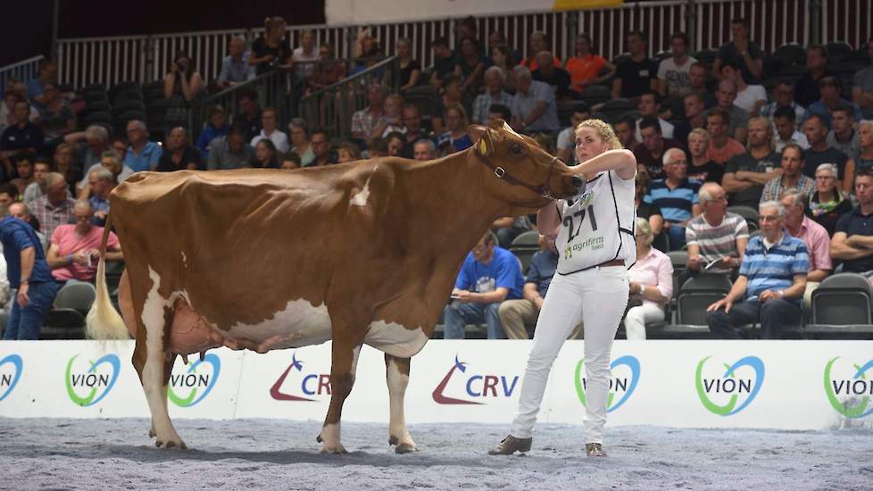 Het hoogtepunt van de individuele keuring op zaterdag werd gevormd door de beide productieklassen bij rood- en zwartbont. De roodbonte productieklasse was bijzonder en werd aangevoerd door deze machtige Twente Dairies José 421, een Wisconsin-dochter van T