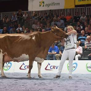 Het hoogtepunt van de individuele keuring op zaterdag werd gevormd door de beide productieklassen bij rood- en zwartbont. De roodbonte productieklasse was bijzonder en werd aangevoerd door deze machtige Twente Dairies José 421, een Wisconsin-dochter van T