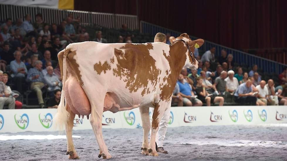 Op de derde plaats de grote, scherpe Deuce-dochter Bieuw Lenora 25 van Schep Holsteins uit Zandhuizen. De kracht van deze rubriek moge blijken uit het feit dat bekende kampioenskoeien als Grashoek Nel 139 (v. Sunflower), Irma 68 (v. Curtis), De Kattenbelt