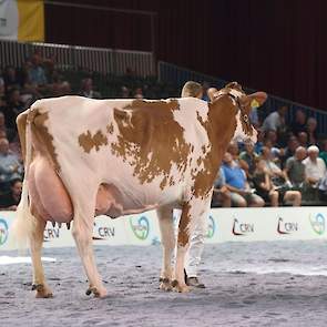 Op de derde plaats de grote, scherpe Deuce-dochter Bieuw Lenora 25 van Schep Holsteins uit Zandhuizen. De kracht van deze rubriek moge blijken uit het feit dat bekende kampioenskoeien als Grashoek Nel 139 (v. Sunflower), Irma 68 (v. Curtis), De Kattenbelt