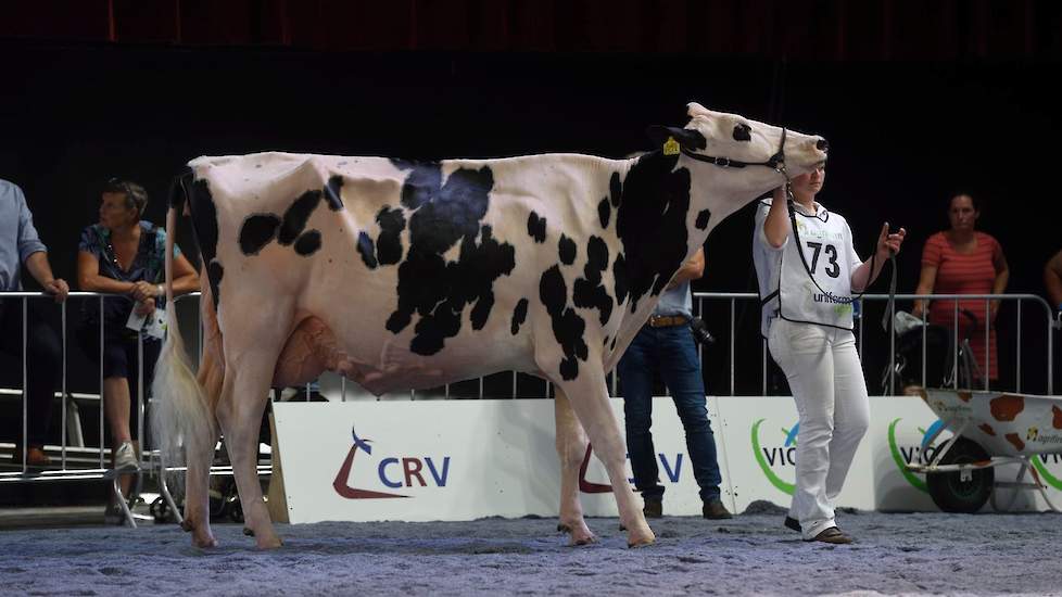 De tweede zwartbonte middenklasserubriek werd gewonnen door Bons-Holsteins Dikkie 193 van de combinatie Bons/Mourik/Van Willigen. De Atwood-dochter is fraai van type en heeft fijne, droge botten en een beste uier. Als vaars won ze al eens de ‘Nacht van Li