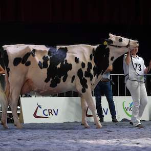 De tweede zwartbonte middenklasserubriek werd gewonnen door Bons-Holsteins Dikkie 193 van de combinatie Bons/Mourik/Van Willigen. De Atwood-dochter is fraai van type en heeft fijne, droge botten en een beste uier. Als vaars won ze al eens de ‘Nacht van Li