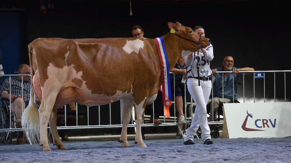 In een van de sterkste rubrieken van de dag kwam de zeer fraaie kwaliteitskoe Twente Dairies Apple José 2 (v. Big Apple) van de familie Tijhuis uit Hooghalen op kop. Met haar balans, super uier en super benen is ze een toonbeeld van fraaiheid en functiona