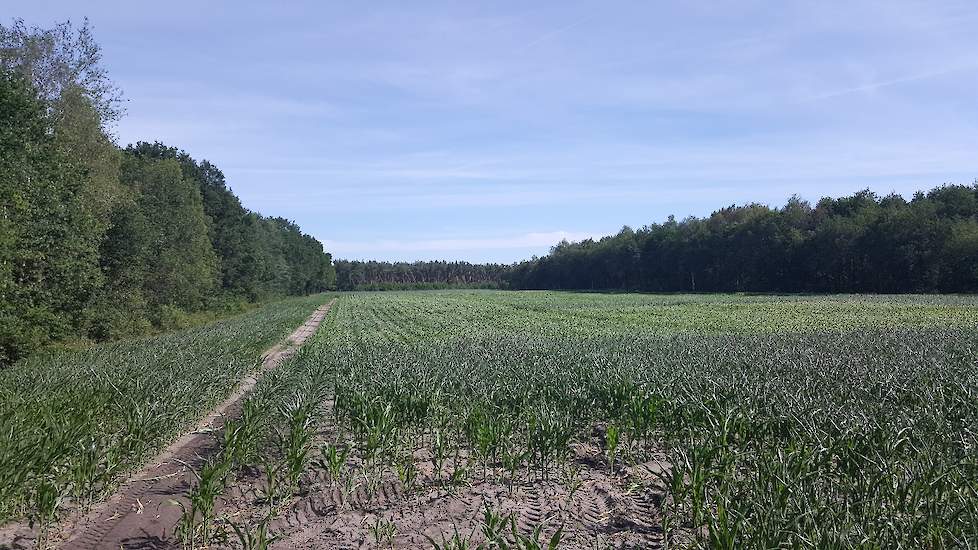 Rondom de sorghum is aan de zijkant en op het vooreind mais gezaaid. Deze laat al duidelijk zijn bladeren krullen en wordt grijzer/blauwer van kleur. De sorghum heeft nog een veel gezondere groene kleur.