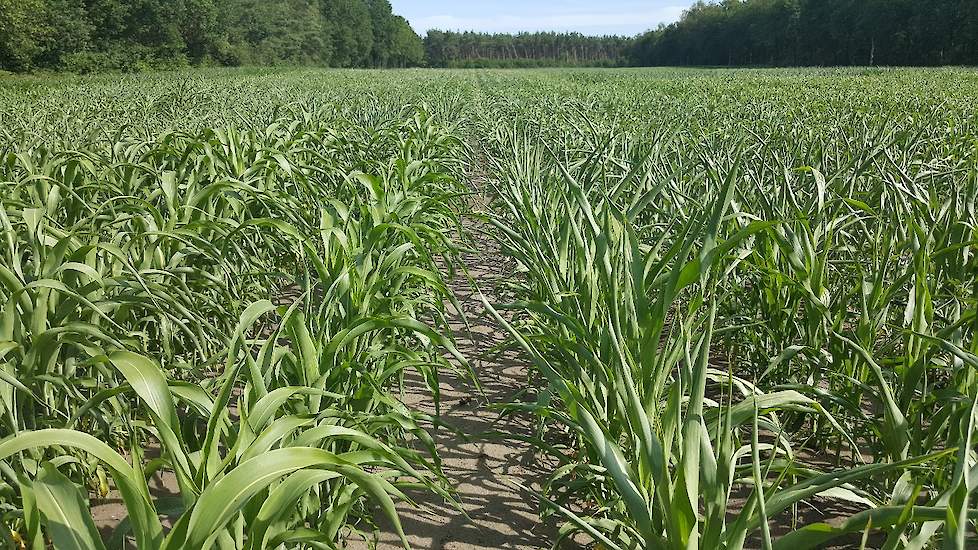 Verschillen tussen sorghum rassen zijn ook duidelijk zichtbaar. Links een gezond gewas welke nog geen enkel effect laat zien van de droogte. Rechts begint de sorghum net als mais toch ook te krullen.