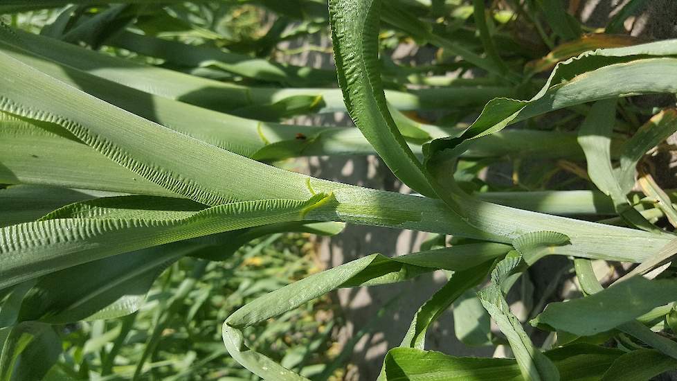 De stengel en bladeren van een sorghum plant zijn bedekt met een wasachtige laag. Deze waslaag zorgt ervoor dat de plant minder zal transpireren bij stressvolle omstandigheden door droogte en hoge temperaturen. Door de lagere verdamping houdt de plant mee