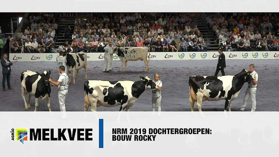 Bouw Rocky (Shamrock x Goli), CRV