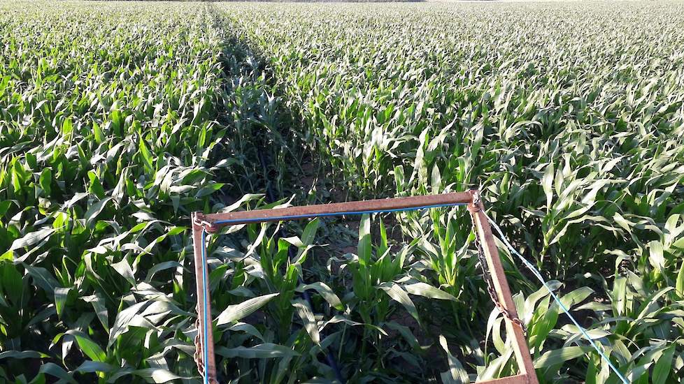 Ook op de kleigrond in Druten was de droogte duidelijk merkbaar. De maïs heeft er nog niet veel last van, maar Van Zoelen wil geen risico op droogteschade lopen. Afgelopen week bracht hij ongeveer 35 millimeter water over de maïs. „Vorig jaar was ik ook v