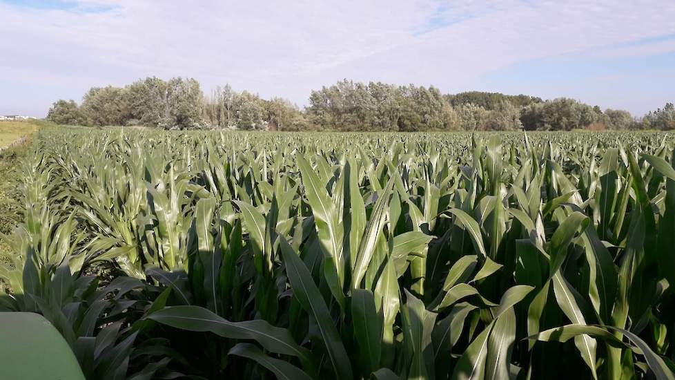 Wat betreft de hoogte zijn de maïsplanten de 2 meter ruim gepasseerd. De veehouder kan het verschil tussen het Delta-zaaien en traditioneel zaaien (nog) niet zien. „Vorig jaar waren de planten gezaaid volgens de Delta-methode iets kleiner maar de stengels