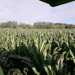 Wat betreft de hoogte zijn de maïsplanten de 2 meter ruim gepasseerd. De veehouder kan het verschil tussen het Delta-zaaien en traditioneel zaaien (nog) niet zien. „Vorig jaar waren de planten gezaaid volgens de Delta-methode iets kleiner maar de stengels