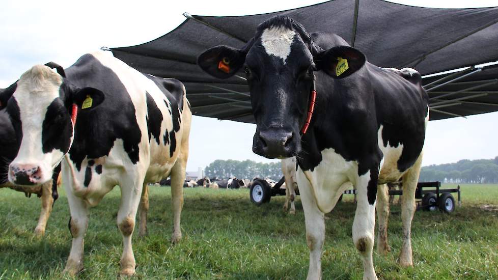 De koeienparasol is gemaakt voor schaduw en is mobiel. De parasol is namelijk eenvoudig met de trekker te verplaatsten.