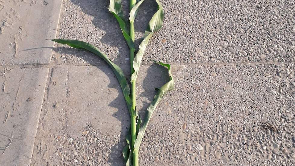 Het gewas staat er groen en fris bij en staat nu 2 weken 'in de pluim'. De planten zijn ruim 3 meter lang.