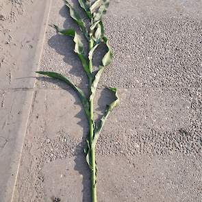 Het gewas staat er groen en fris bij en staat nu 2 weken 'in de pluim'. De planten zijn ruim 3 meter lang.