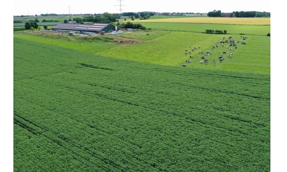 Op het gemengde bedrijf van Maurice Lemans vind je dit jaar 9,5 hectare TUNDRA winterveldbonen. Dit is de eerste keer dat hij veldbonen teelt in plaats van aardappelen.