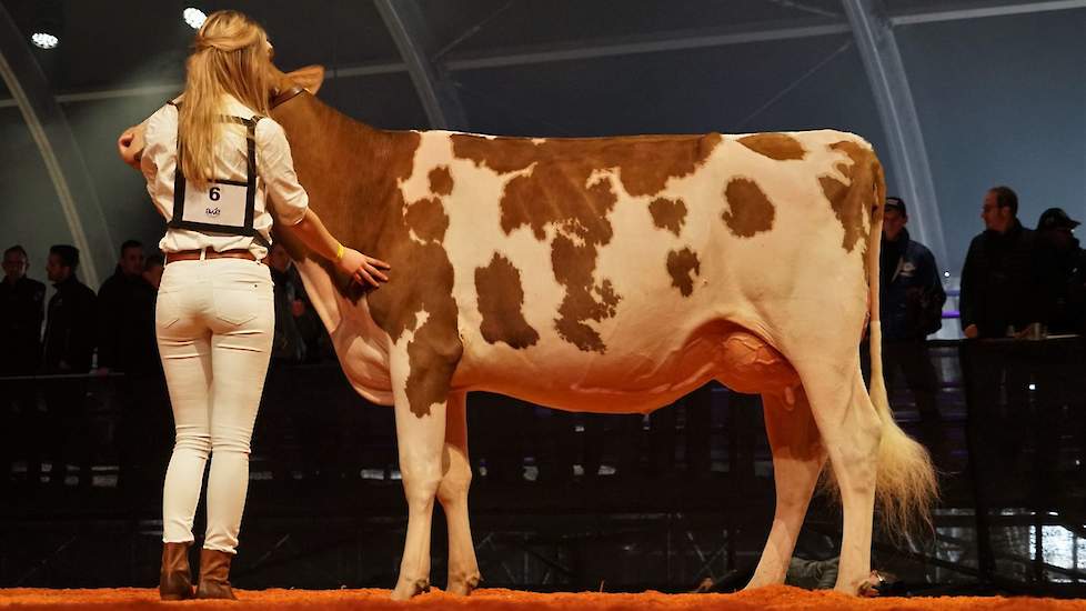 Drouner Dh Aiko 1445 van de familie Albring uit Drouwenermond pakte een 1B-klassering op het EK in Libramont en werd dit jaar reservekampioene op de NRM. Ze is een dochter van Coyne-Farms Sympati Pat-Red, inmiddels de hoogst beschikbare roodbonte stier me