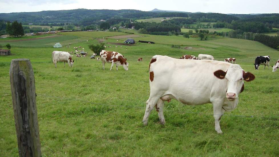 Melkvee in Frankrijk.