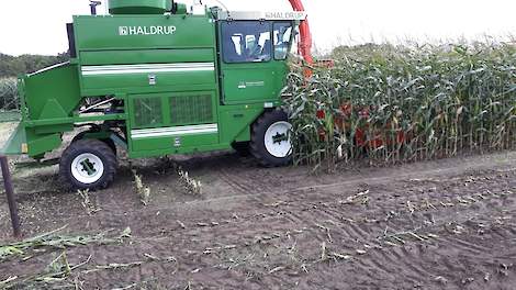Topmaïs › Eerste ultravroege maïs geoogst in Noord-Nederland - Melkvee
