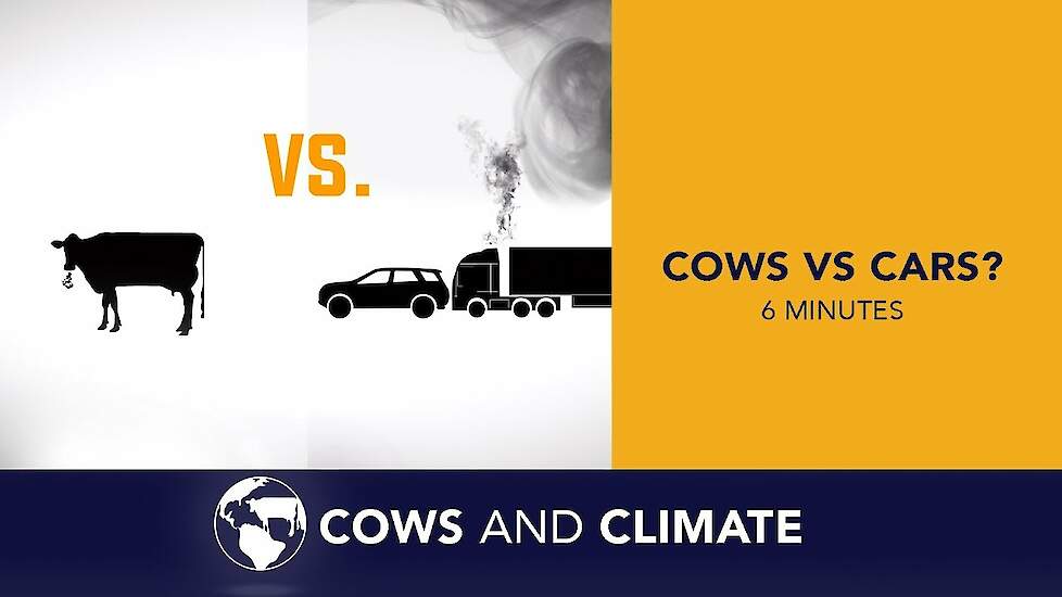 Cows vs Cars?