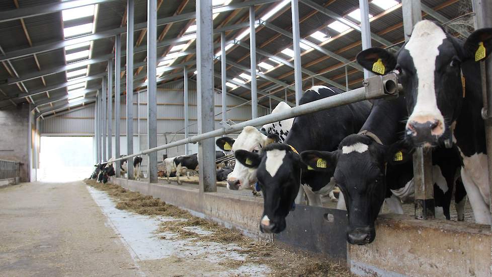 Bijzonder aan de stal is dat verreweg het grootste deel van het vastzethek ontbreekt. Ronald noemt vele voordelen hiervan, onder meer dat nieuwe koeien niet zo bang zijn, het is ‘rustiger’ en de ruimte biedt de dieren veel vrijheid. Bovendien bespaart hij