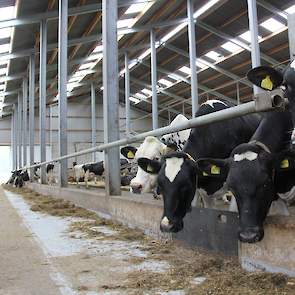 Bijzonder aan de stal is dat verreweg het grootste deel van het vastzethek ontbreekt. Ronald noemt vele voordelen hiervan, onder meer dat nieuwe koeien niet zo bang zijn, het is ‘rustiger’ en de ruimte biedt de dieren veel vrijheid. Bovendien bespaart hij