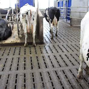 De ecovloer van Anders Beton is al vijf jaar op de markt.