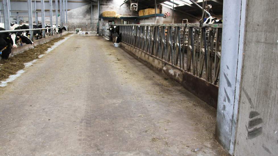 Van de oude stal is eenderde gesloopt en deels opnieuw opgebouwd. Ertegenaan begint de nieuwe lichte en ruime stal met plek voor 130 melkkoeien. Het oude deel biedt onderdak aan droogstaande koeien en ouder jongvee.