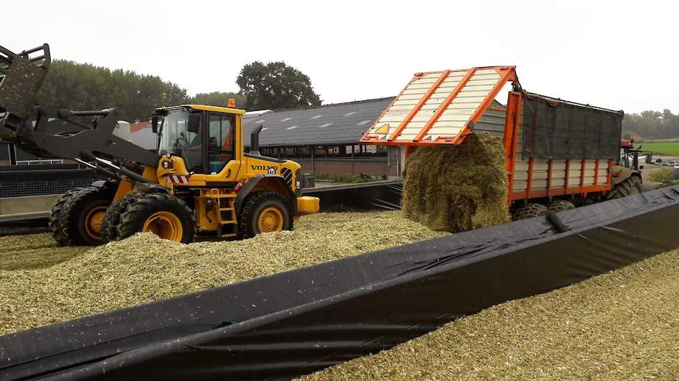 Van Zoelen is tevreden over de gemiddelde opbrengst. „Ik heb van elk perceel een aantal planten gewogen. Omgerekend kom ik op 50 ton droge stof per hectare.”