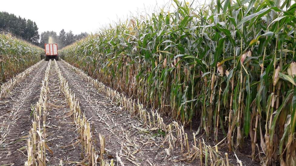 Op één perceel, van 1,5 tot 2 hectare, was de maïs wat minder rijp. „Dat is wat zwaardere grond. De stengels waren wat dikker en de kolven zwaarder, maar het afrijpen ging wat trager.” Van Zoelen koos ervoor om deze als toplaag over de andere maïs te rijd