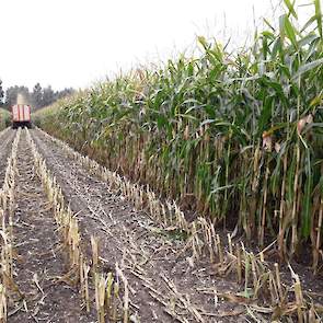 Op één perceel, van 1,5 tot 2 hectare, was de maïs wat minder rijp. „Dat is wat zwaardere grond. De stengels waren wat dikker en de kolven zwaarder, maar het afrijpen ging wat trager.” Van Zoelen koos ervoor om deze als toplaag over de andere maïs te rijd