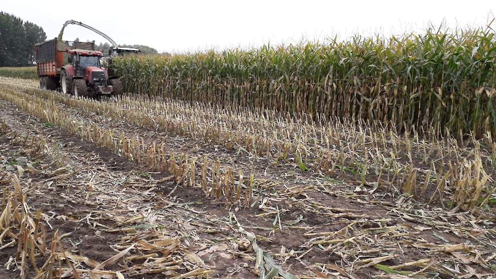 In totaal werd er 17 hectare gehakseld, waarvan 4 hectare is verkocht. De kolf was rijp tot overrijp. De planten nog redelijk groen. Het gewas rijpte de week ervoor sneller af dan de veehouder verwachtte.