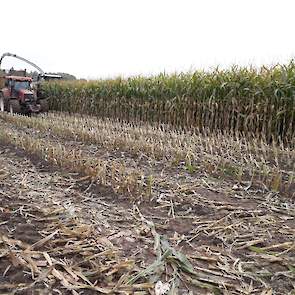 In totaal werd er 17 hectare gehakseld, waarvan 4 hectare is verkocht. De kolf was rijp tot overrijp. De planten nog redelijk groen. Het gewas rijpte de week ervoor sneller af dan de veehouder verwachtte.