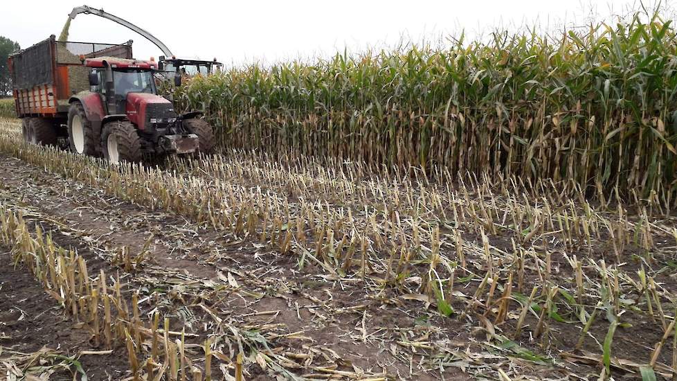 De veehouder liet de loonwerker hoger hakselen bij een stoppelhoogte van 50 centimeter. „Daarmee pak ik een stuk extra voederwaarde. Dat vind ik belangrijker dan de laatste kilo’s droge stof. Ik laat ongeveer 5 ton product achter op het land.”