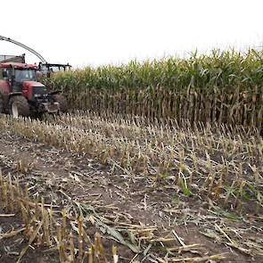 De veehouder liet de loonwerker hoger hakselen bij een stoppelhoogte van 50 centimeter. „Daarmee pak ik een stuk extra voederwaarde. Dat vind ik belangrijker dan de laatste kilo’s droge stof. Ik laat ongeveer 5 ton product achter op het land.”