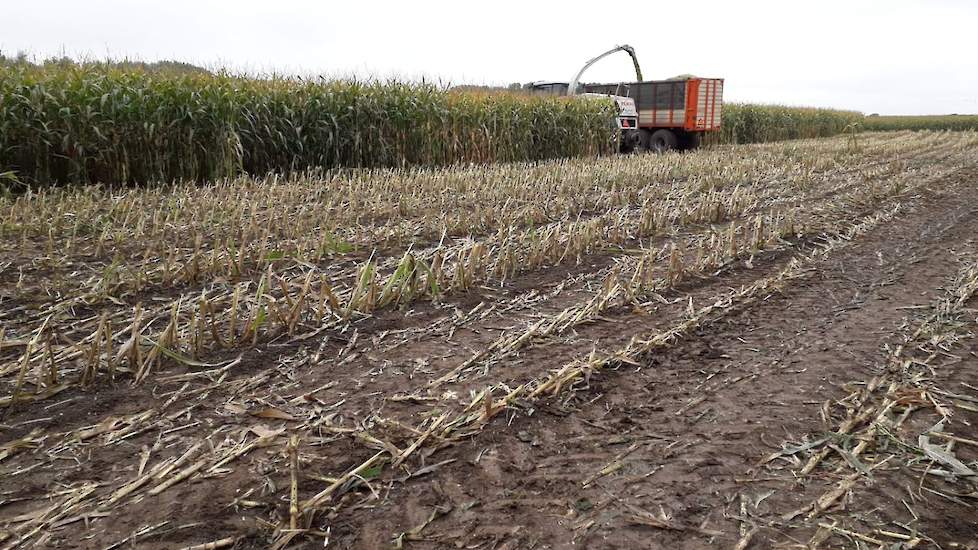 De veehouder kan weinig verschil zien tussen de planten die middels de Delta-methode gezaaid zijn (in verstek op 12,5 centimeter afstand van elkaar) en de gangbare methode. „Het enige verschil is dat ze iets groener zijn en iets hogere opbrengst geven. Ma