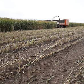 De veehouder kan weinig verschil zien tussen de planten die middels de Delta-methode gezaaid zijn (in verstek op 12,5 centimeter afstand van elkaar) en de gangbare methode. „Het enige verschil is dat ze iets groener zijn en iets hogere opbrengst geven. Ma