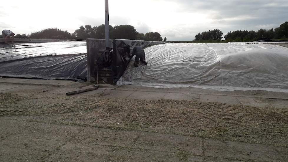 De kuilen werden afgedekt met een laag krimpfolie en twwe lagen plastic. Alleen aan de zijkanten zijn slurven gelegd. Bovenop de kuil komen geen banden of gronddek. „Goed aanrijden is veel belangrijker dan gewicht op de kuil. Het kost alleen maar een hoop