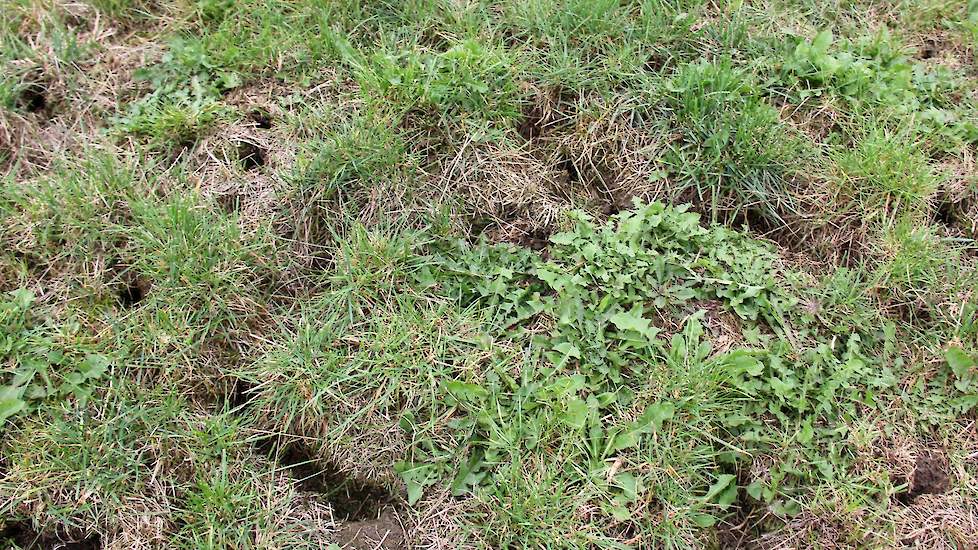 Vanaf de weg oogt het grasland groen, maar schijn bedriegt. De duizenden muizenholletjes zijn niet te missen, de graszode is opgevreten. Geel geworden gras sleept de muis mee de kamers in, op 50 centimeter onder de grond.