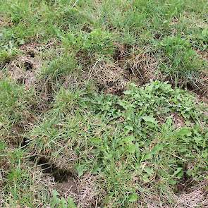 Vanaf de weg oogt het grasland groen, maar schijn bedriegt. De duizenden muizenholletjes zijn niet te missen, de graszode is opgevreten. Geel geworden gras sleept de muis mee de kamers in, op 50 centimeter onder de grond.